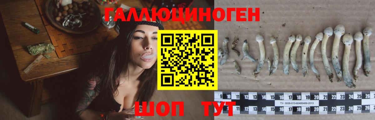Псилоцибиновые грибы Psilocybine cubensis Усинск
